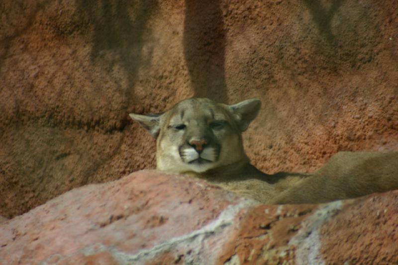 2007-03-11 13:59:30 ** Utah, Zoo ** Puma.