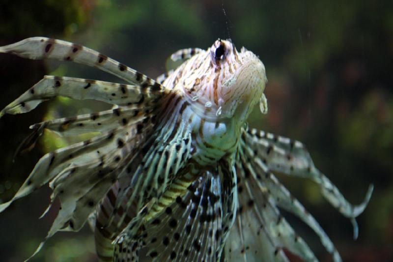 2010-04-10 15:32:09 ** Aquarium, Deutschland, München, Zoo ** 