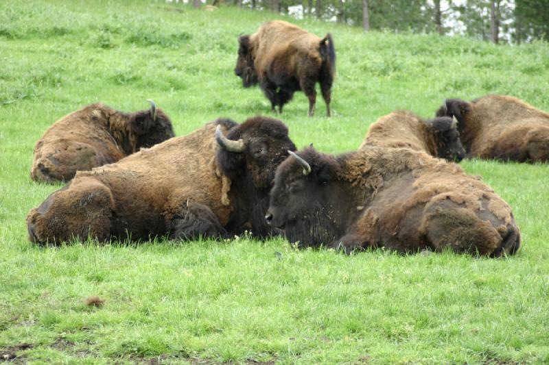 2005-05-07 14:33:44 ** Oregon, Roseburg, Zoo ** Buffalo.