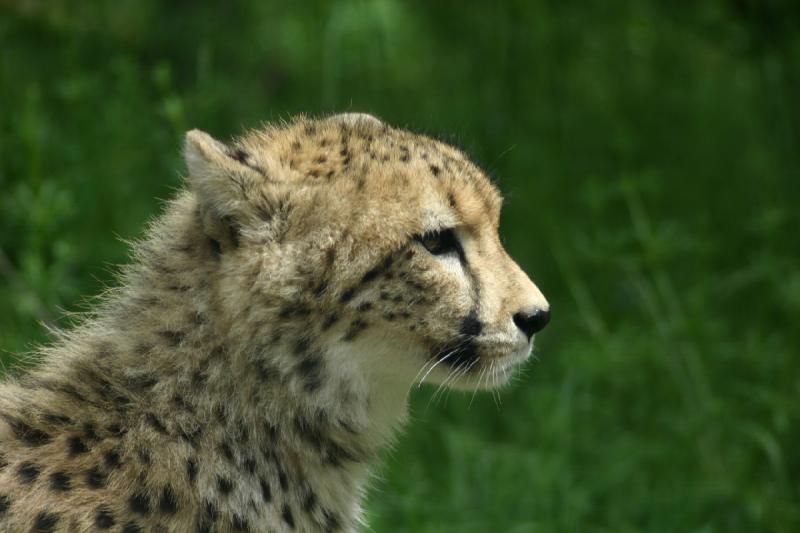 2005-05-07 15:24:16 ** Oregon, Roseburg, Zoo ** Gepard.