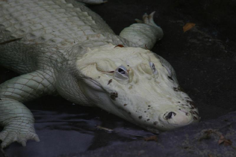 2007-12-09 15:27:44 ** Utah, Zoo ** Das weiße Krokodil hat blaue Augen.