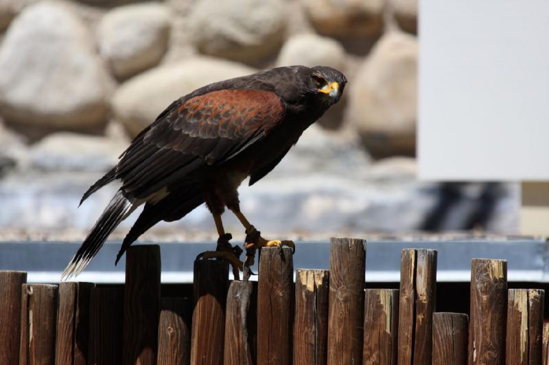 2011-07-15 15:00:00 ** Utah, Zoo ** 