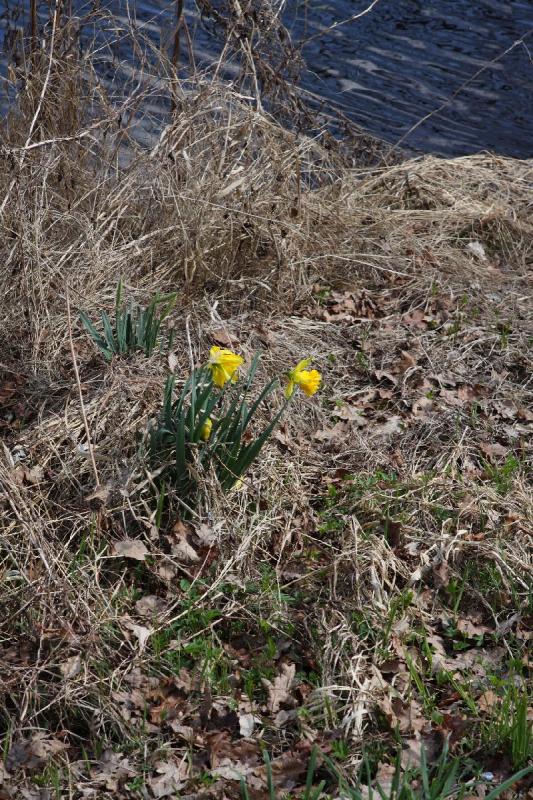 2010-04-02 13:08:11 ** Blumen, Deutschland, Oldenburg ** Osterglocken am Querkanal.