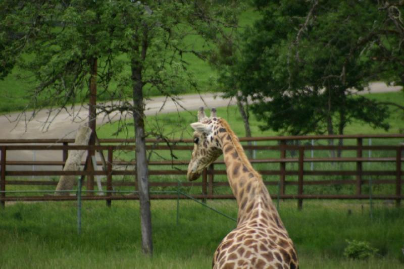 2005-05-07 14:20:37 ** Oregon, Roseburg, Zoo ** Giraffe.