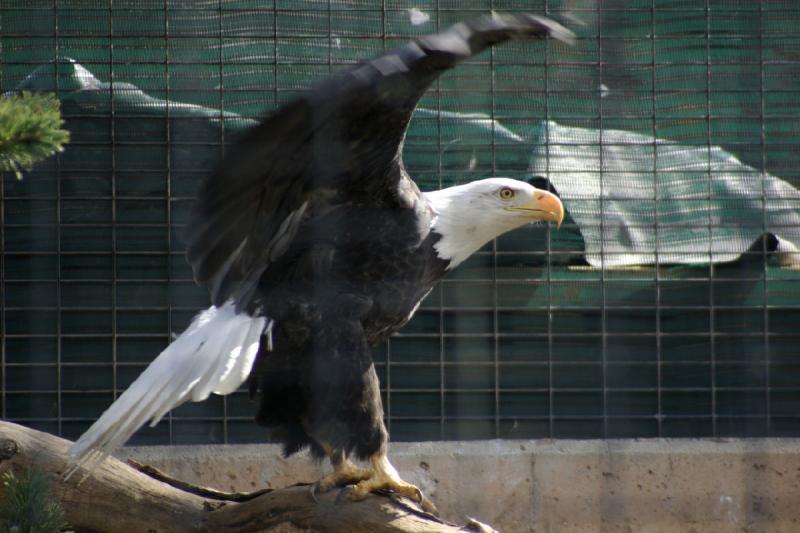 2007-03-11 15:18:12 ** Utah, Weißkopfseeadler, Zoo ** Weißkopfseeadler.