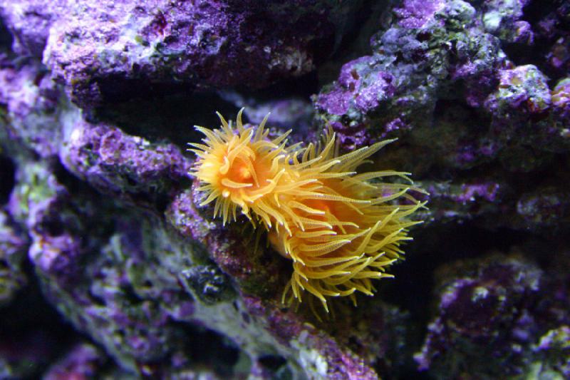 2007-10-13 11:42:04 ** Aquarium, Kalifornien, Zoo ** Seeanemone.