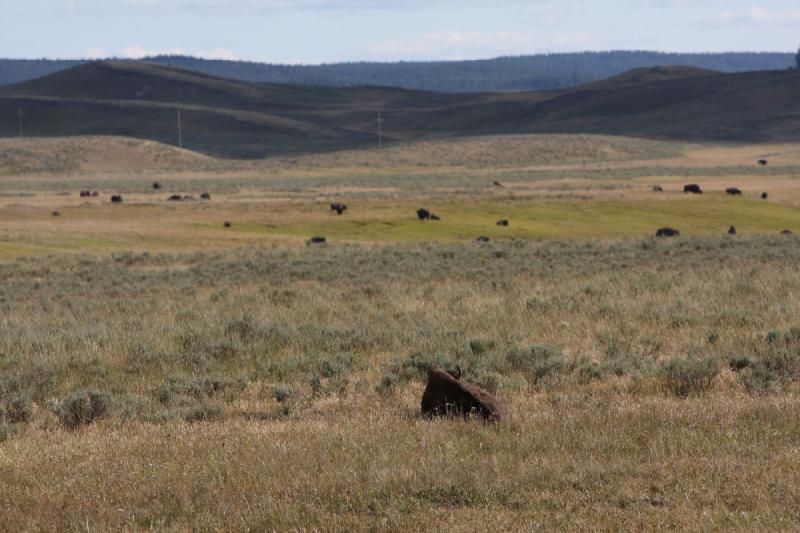 2008-08-15 17:07:01 ** Bison, Yellowstone National Park ** 