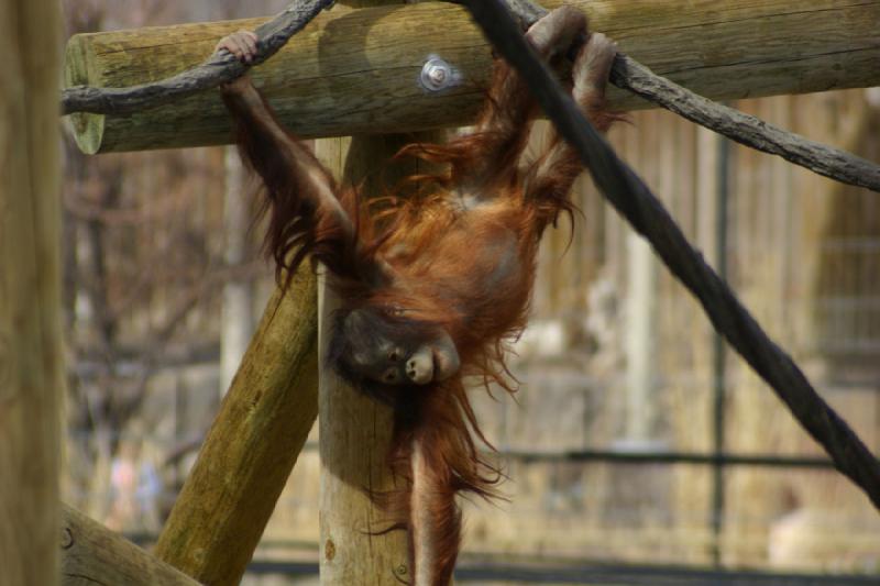 2007-03-11 13:35:18 ** Utah, Zoo ** Orang-Utan.