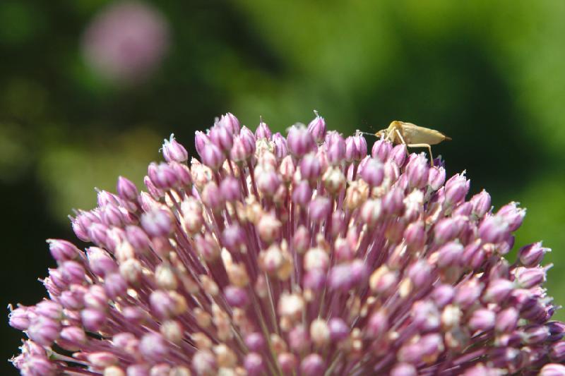 2019-07-23 12:18:19 ** Botanischer Garten, Deutschland, Erfurt ** 