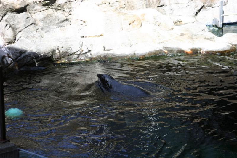 2007-09-01 12:19:08 ** Aquarium, Seattle ** Seals.