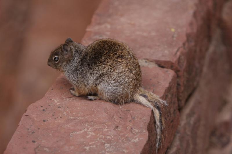 2011-05-29 09:58:32 ** Utah, Zion National Park ** 