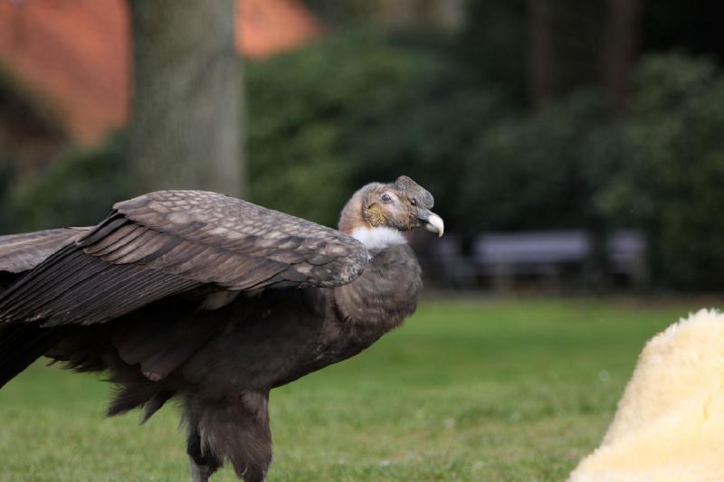 2010-04-13 14:50:46 ** Deutschland, Walsrode, Zoo ** 