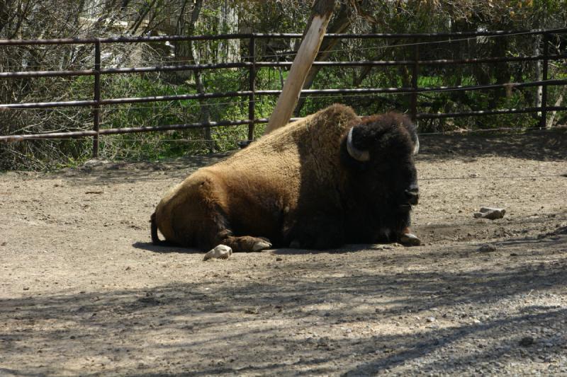 2008-05-04 11:50:32 ** Bison, Utah, Zoo ** 