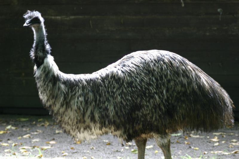 2005-08-24 14:11:38 ** Berlin, Deutschland, Zoo ** Emu.