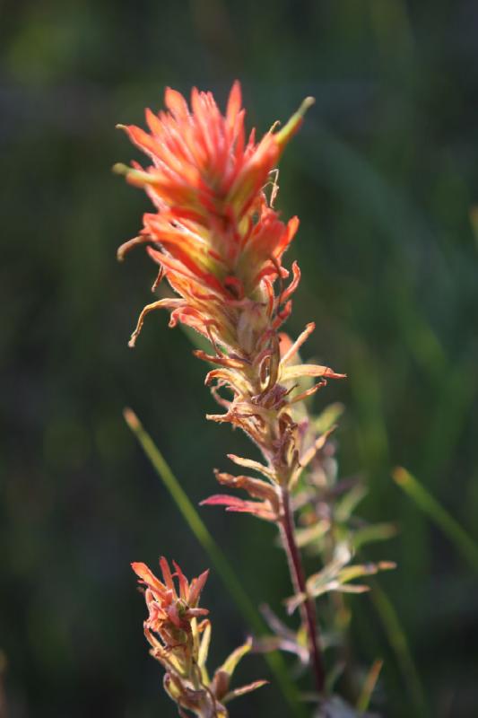 2010-08-20 19:27:47 ** Uinta Berge ** 