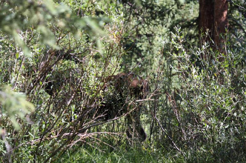 2010-08-21 10:51:19 ** Moose, Uinta Mountains ** 