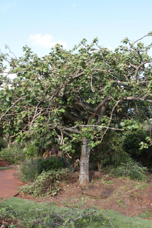 2011-11-27 08:59:56 ** Botanischer Garten, Hawaiʻi, Kauaʻi ** 