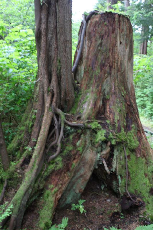 2012-06-19 10:13:08 ** Alaska, Cruise, Ketchikan, Totem Bight State Historic Park ** 