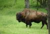 This buffalo was all by itself.