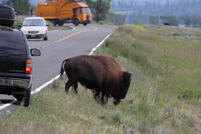 2009-08-05 13:45:53 ** Bison, Yellowstone National Park ** 