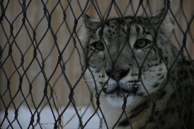 2007-12-09 15:56:56 ** Utah, Zoo ** Schneeleopard.