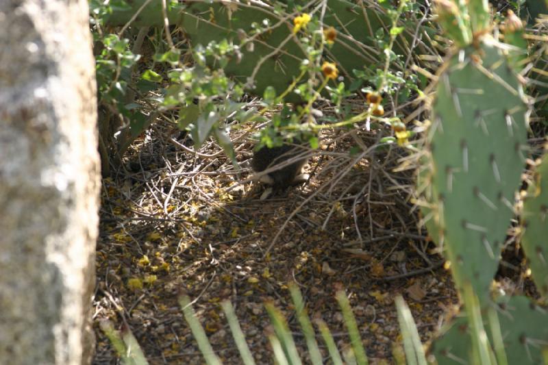 2007-04-15 16:38:46 ** Kaktus, Phoenix ** Dieser Hase sucht im Gebüsch wohl nach etwas Essbarem.