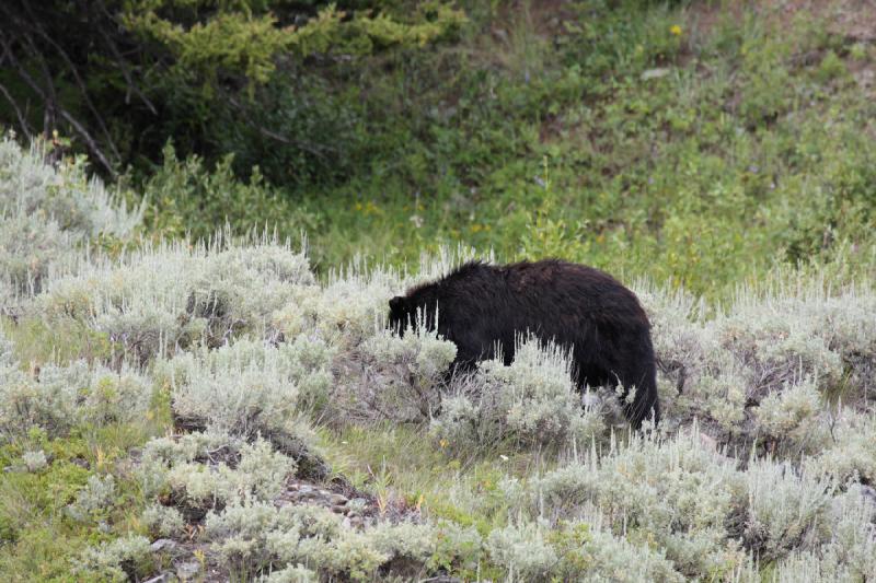 2009-08-05 14:02:23 ** Black Bear, Yellowstone National Park ** 