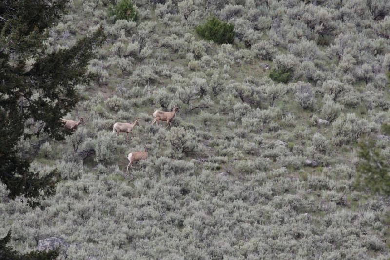 2009-08-05 15:34:26 ** Yellowstone Nationalpark ** 