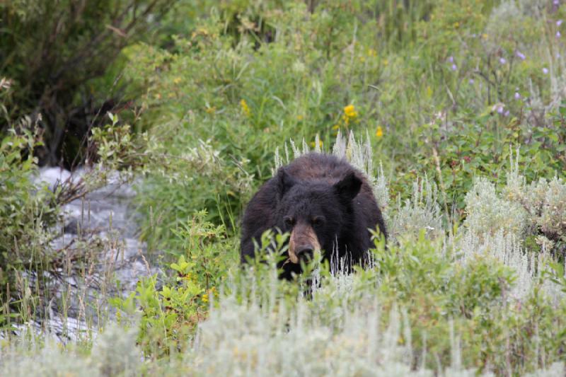 2009-08-05 14:07:59 ** Schwarzbär, Yellowstone Nationalpark ** 