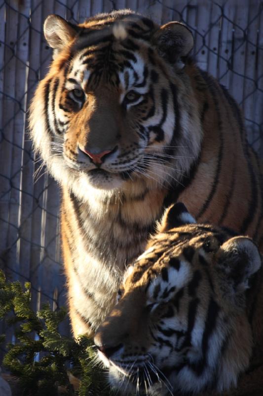 2011-01-23 16:43:37 ** Tiger, Utah, Zoo ** 