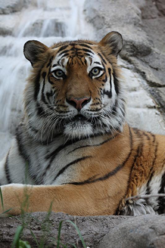 2012-05-17 19:18:17 ** Tiger, Utah, Zoo ** 