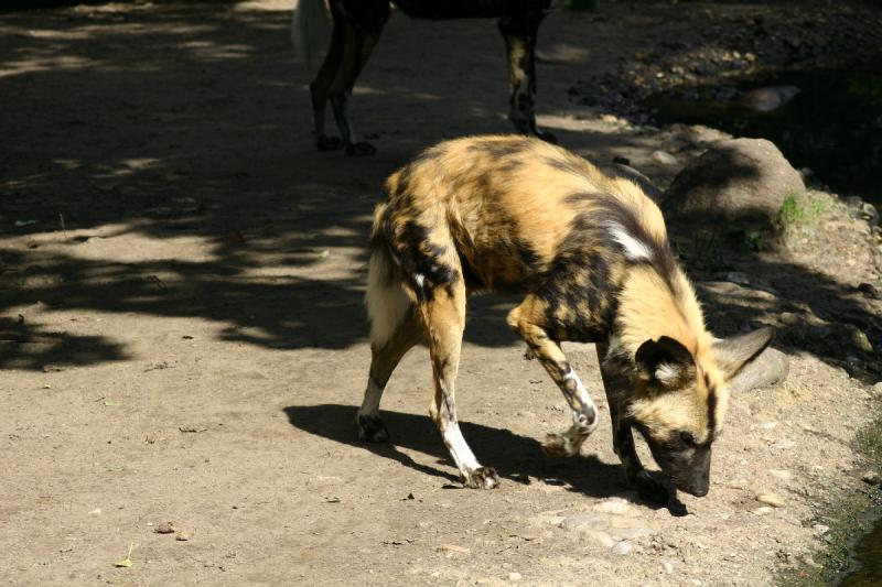 2005-08-24 14:52:01 ** Berlin, Deutschland, Zoo ** Afrikanischer Wildhund (Lycaon pictus).