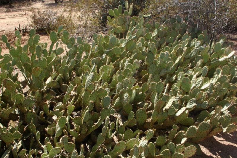 2007-10-27 12:58:16 ** Botanischer Garten, Kaktus, Phoenix ** Feigenkaktus (Opuntia).