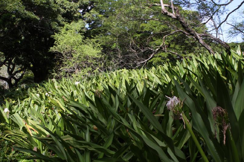 2011-11-27 10:23:03 ** Botanischer Garten, Hawaiʻi, Kauaʻi ** 