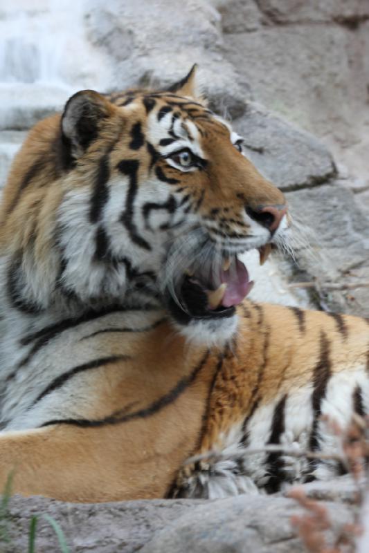 2012-05-17 19:17:50 ** Tiger, Utah, Zoo ** 