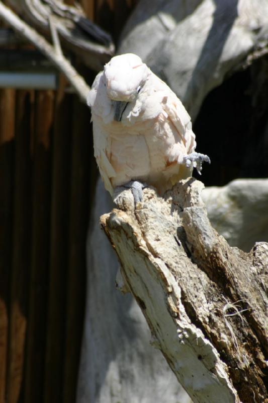 2008-05-04 12:50:56 ** Utah, Zoo ** 