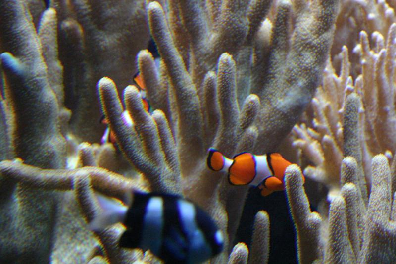 2005-08-25 14:31:37 ** Aquarium, Berlin, Germany, Zoo ** Clownfish in the corals.