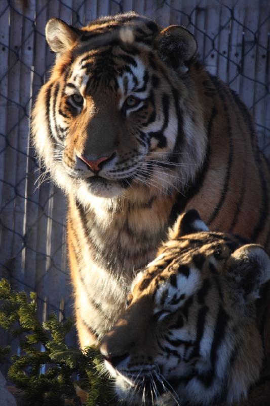 2011-01-23 16:43:37 ** Tiger, Utah, Zoo ** 