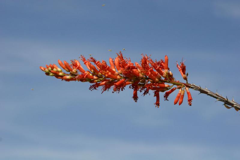 2007-04-14 15:50:50 ** Kaktus, Phoenix, Taliesin West ** Blüte eines Ocotillo-Kaktus.