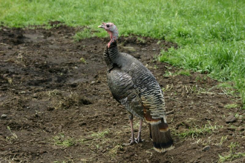 2005-05-07 14:12:07 ** Oregon, Roseburg, Zoo ** Turkey.