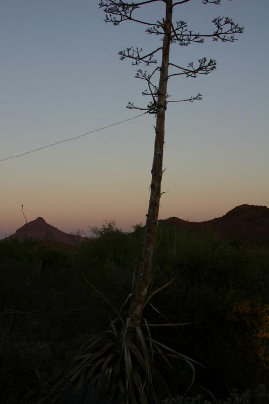 2006-06-17 19:32:20 ** Botanischer Garten, Kaktus, Tucson ** Agave im Sonnenuntergang.