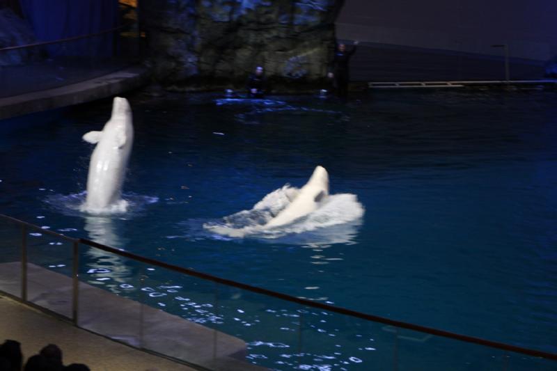 2014-03-12 12:37:07 ** Chicago, Illinois, Shedd Aquarium ** 