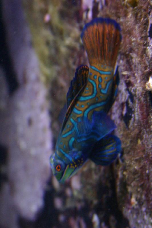 2006-11-29 15:06:48 ** Aquarium, Berlin, Deutschland, Zoo ** Sehr schön gefärbter Fisch.