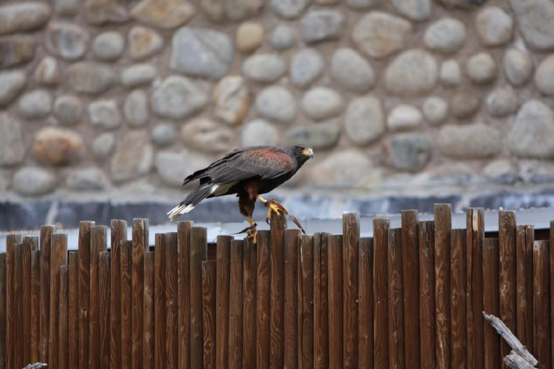 2011-05-07 11:01:12 ** Utah, Zoo ** 