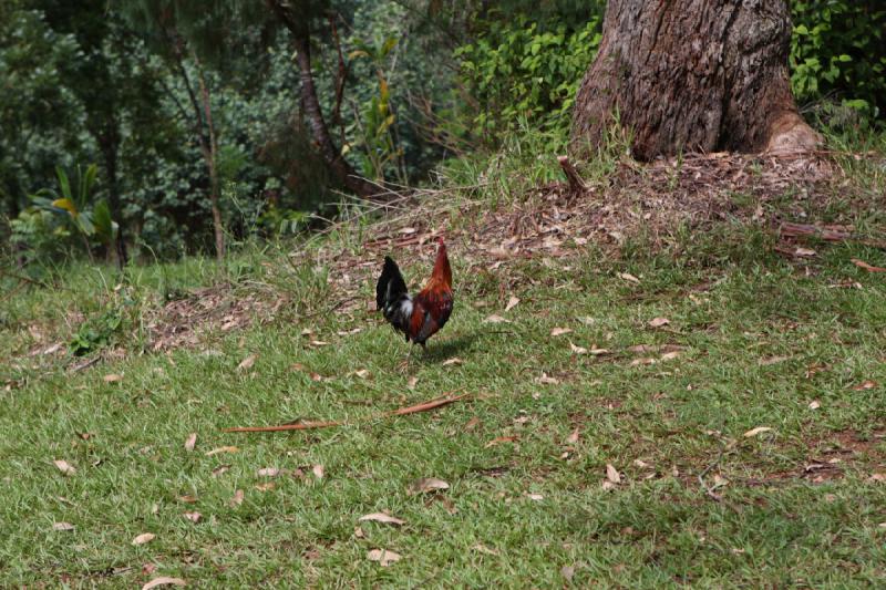 2011-11-25 11:31:34 ** Hawaiʻi, Kauaʻi ** 