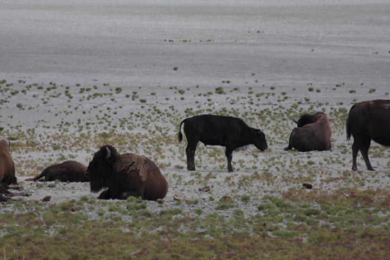 2013-08-24 13:51:04 ** Antelope Island, Bison, Utah ** 