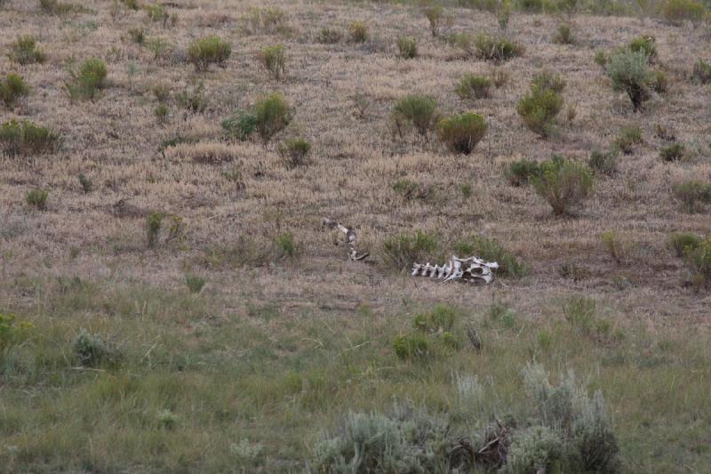 2009-08-05 15:22:10 ** Yellowstone Nationalpark ** 