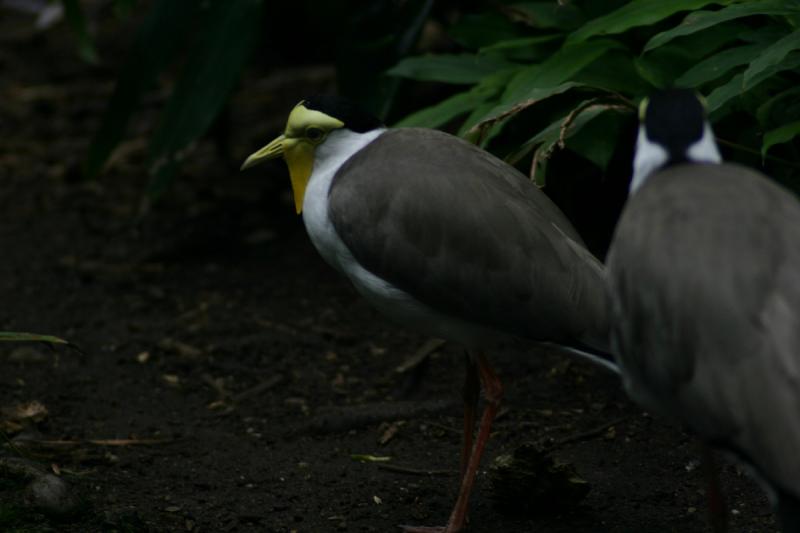 2005-08-24 13:25:46 ** Berlin, Germany, Zoo ** Another bird with long legs.