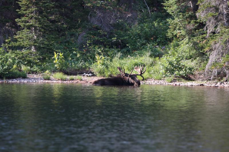 2008-08-18 17:32:03 ** Glacier Nationalpark ** 