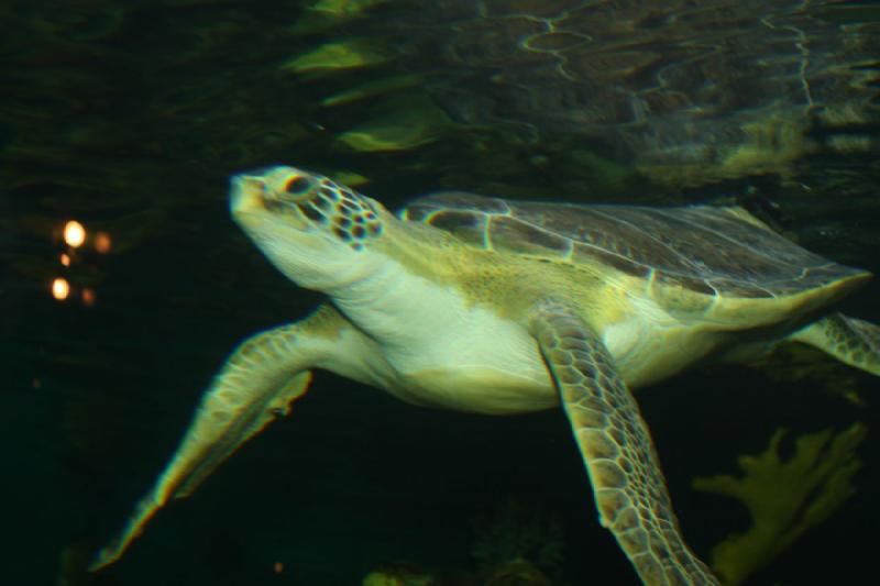 2011-01-22 11:11:46 ** Aquarium, Utah, Zoo ** 